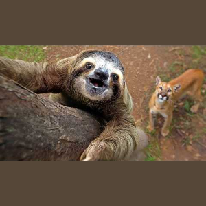 How Do Sloths Survive the Onslaught of Predators?