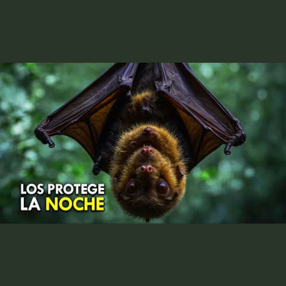 Sin MIEDO a la OSCURIDAD: Los Superpoderes de los Animales Nocturnos