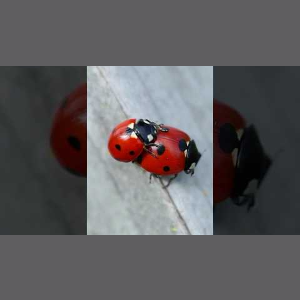 Así se hacen las mariquitas 🐞 #animales #comportamientoanimal #curiosidades #curiosidadesanimales