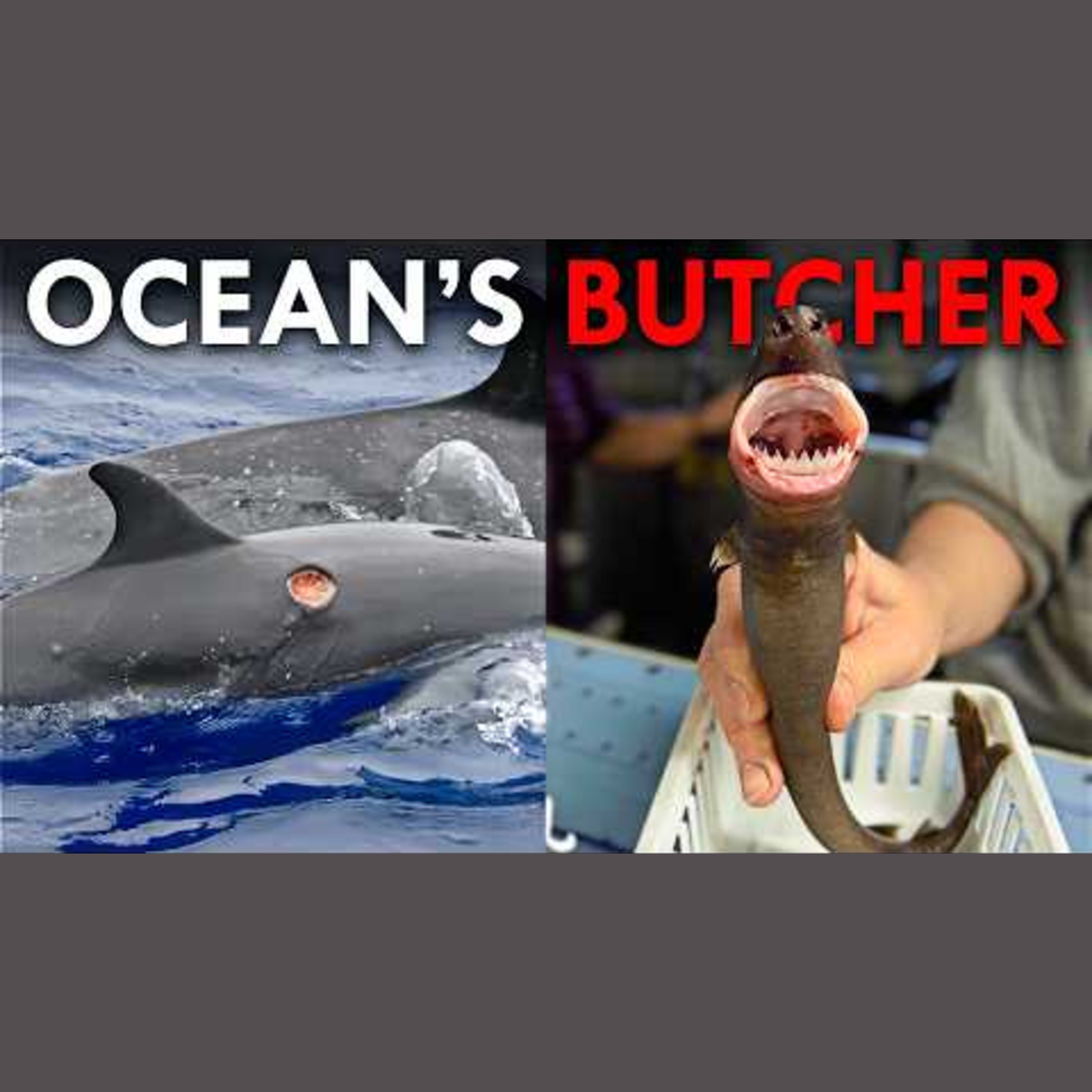 This Vampire Shark Eats Everything Alive