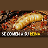 ¿Por qué las termitas lamen a la reina hasta matarla?