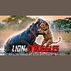Hippo vs Lion Showdown